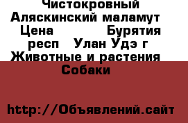 Чистокровный Аляскинский маламут › Цена ­ 5 000 - Бурятия респ., Улан-Удэ г. Животные и растения » Собаки   